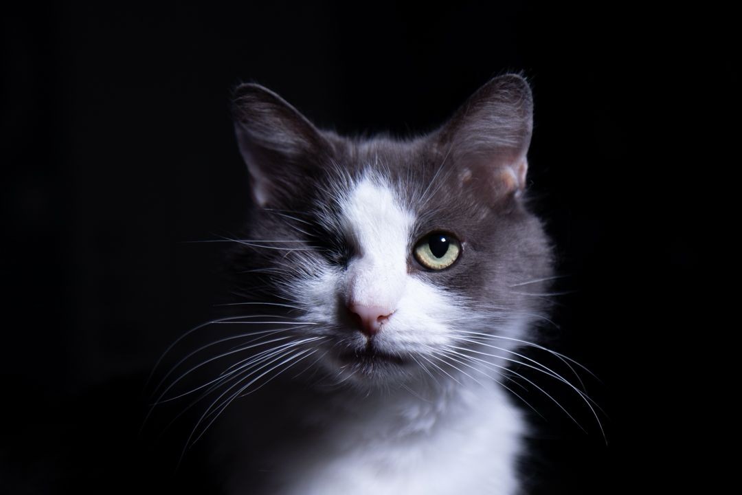 Photo taken by Thomas George of Time Capsule Photography. Photo of a cat named Jack (Captain Jack to be specific, due to his one eye). Pet portraits in central Texas.